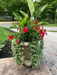 a potted plant with red flowers and greenery on the side of a road