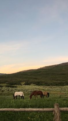 three horses graze on grass in an open field at sunset, with mountains in the background