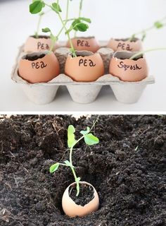 an egg carton filled with eggs sitting on top of dirt next to a plant