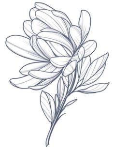 a drawing of a flower that is drawn in pencil and ink on paper, it looks like