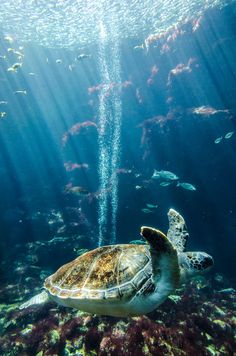 a turtle swimming in the ocean with fish around it