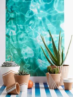 an instagram page with two potted plants in front of a blue and green wall