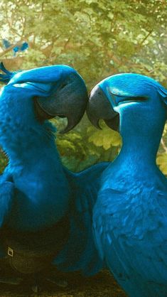 two blue birds sitting next to each other in front of some trees and bushes with their beaks touching