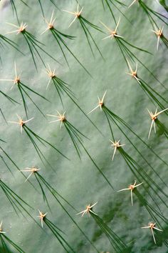 Palm Springs Aesthetic, Desert Aesthetic, Modern Desert, A Frame House, How To Design, Back To Nature, Patterns In Nature, New Wall, Green Aesthetic