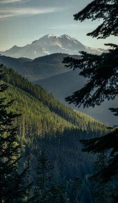 the mountains are covered with trees and snow in the foreground is a pine forest