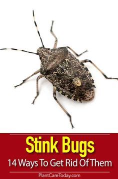 stink bugs are one of the most common pests that you can find in your home