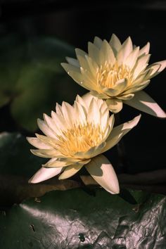 Yellow nenuphar flowers in the sun in Bangkok Thailand Thailand Flowers, Places In Thailand, Thai Spa, Thai Flower, Photography Rules, Buddha Tattoos, Nature Photographer, Thai Restaurant, Southeast Asia Travel