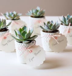 small succulents are placed in white vases with pink ribbons on them