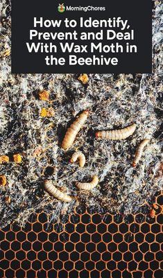 worms crawling on the ground with text overlaying how to identify, prevent and deal with wax moth in the beehive