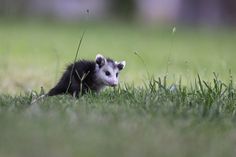 an opossm in the grass looking at something with its head turned to the side