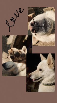 four different pictures of a dog's face with the word sleep written on it