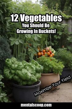 vegetables growing in buckets with text that reads, 12 vegetables you should be growing in buckets