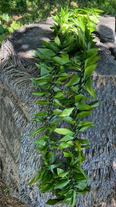 a plant growing out of the bark of a tree