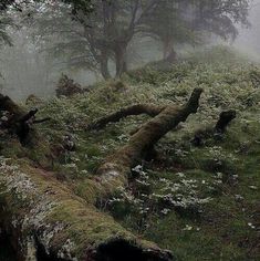 moss covered logs in the woods on a foggy day