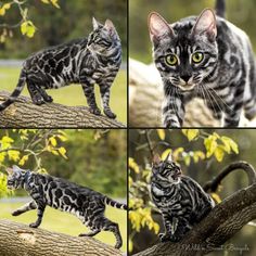 four pictures of cats in different poses on a tree branch, looking at the camera