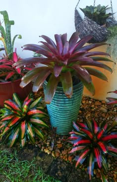 several potted plants are sitting on the ground