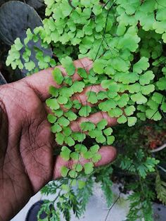 a hand holding a plant with green leaves