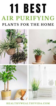 the 11 best air purifying plants for the home