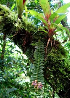 a plant growing on the side of a tree branch in a forest filled with lots of green plants