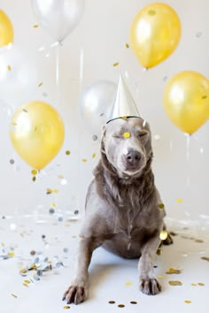 a dog wearing a party hat sitting in front of balloons and confetti