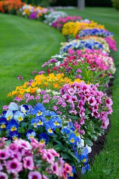 a row of colorful flowers sitting on top of a lush green field