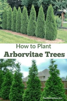 different types of trees and shrubs in the same yard, with text that reads como plantar arboles abovitae