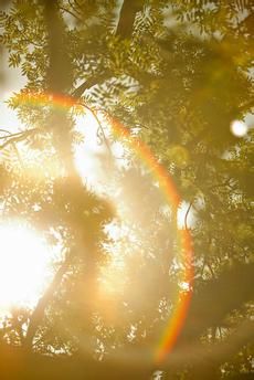 the sun shines brightly through the branches of a tree in front of some leaves