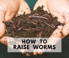 hands holding soil with worms in it and the words how to raise worms