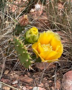 two yellow cactus flowers blooming in the desert