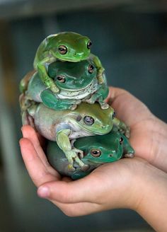 three green and white frogs sitting on top of each other in their human's hands