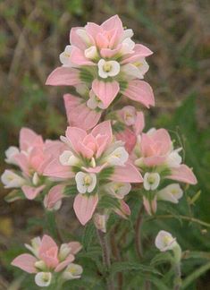 pink and white flowers with green leaves in the background