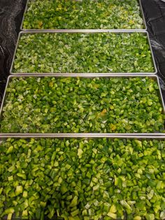 several trays filled with green vegetables sitting on top of a table