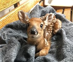 a baby deer laying on top of a blanket