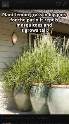 two large planters with grass growing out of them