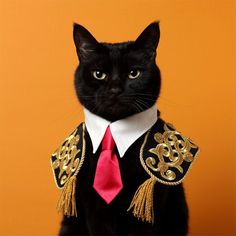 a black cat wearing a red tie with gold accents on it's chest and collar