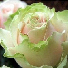 a close up view of a green and white rose