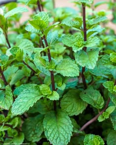 green leaves are growing in a potted plant