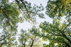 looking up at the tops of tall trees in a forest with green leaves on them