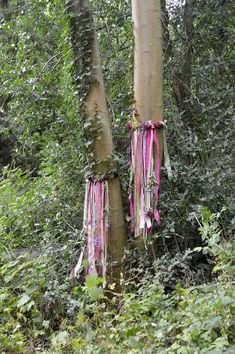 two trees with ribbons tied to them in the woods