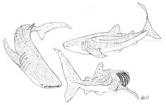 three different types of sharks are shown in this drawing, one is black and white