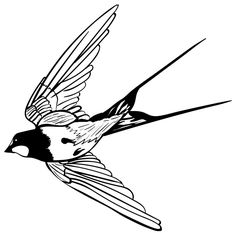 a black and white drawing of a bird flying in the sky with its wings spread