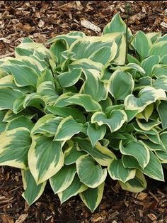 a green and white plant in the middle of some mulchy ground with leaves on it