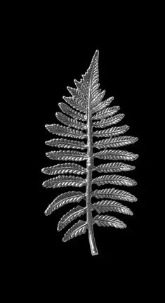 a silver fern leaf is shown against a black background in this artistic photograph, it appears to be from the side