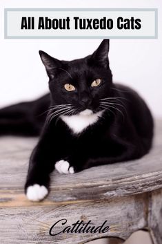 a black and white cat sitting on top of a wooden table with the caption all about tuxedo cats