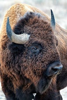 an adult bison with large horns standing in the dirt