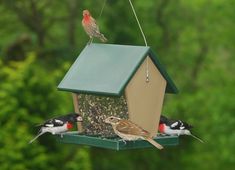 three birds are perched on a bird feeder