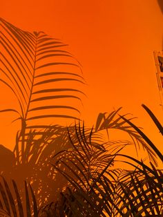 the sun is setting behind palm trees in front of an orange sky with shadows on it