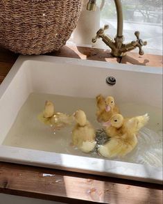 four ducks in a bathtub with water coming from the faucet