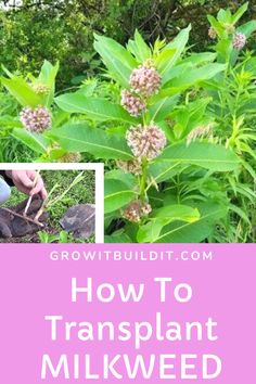 how to transplant milkweed in the garden