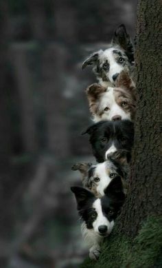 four dogs are peeking out from behind a tree